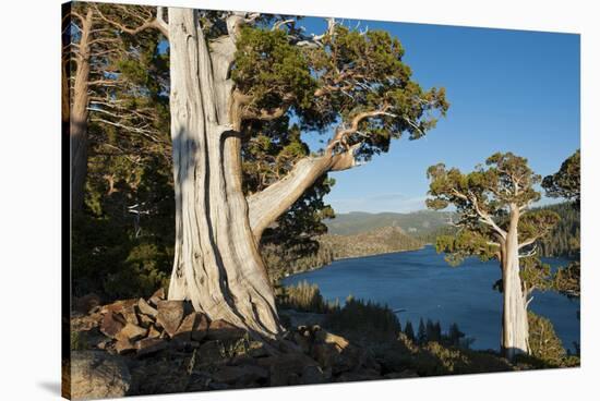 Juniper Trees Above Echo Lake, Sierra Nevada Mountains-Howie Garber-Stretched Canvas