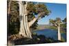 Juniper Trees Above Echo Lake, Sierra Nevada Mountains-Howie Garber-Stretched Canvas