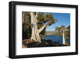 Juniper Trees Above Echo Lake, Sierra Nevada Mountains-Howie Garber-Framed Photographic Print