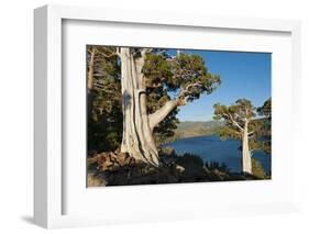 Juniper Trees Above Echo Lake, Sierra Nevada Mountains-Howie Garber-Framed Photographic Print