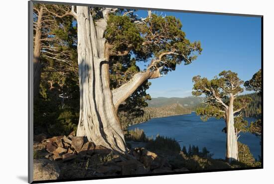 Juniper Trees Above Echo Lake, Sierra Nevada Mountains-Howie Garber-Mounted Photographic Print