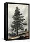 Juniperus Occidentalis-null-Framed Stretched Canvas