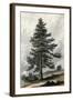 Juniperus Occidentalis-null-Framed Art Print