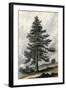 Juniperus Occidentalis-null-Framed Art Print