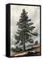 Juniperus Occidentalis-null-Framed Stretched Canvas