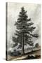 Juniperus Occidentalis-null-Stretched Canvas