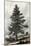 Juniperus Occidentalis-null-Mounted Art Print