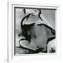 Junked Car, 1977-Brett Weston-Framed Photographic Print