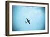 Junkers Ju 52 Aircraft Flying in the Sky, Leipzig, Saxony, Germany-null-Framed Photographic Print