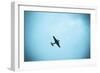 Junkers Ju 52 Aircraft Flying in the Sky, Leipzig, Saxony, Germany-null-Framed Photographic Print