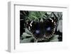 Junonia Oenone (Dark Blue Pansy)-Paul Starosta-Framed Photographic Print