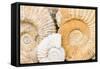 Jurassic Ammonite Fossils for Sale, Medina, Marrakech, Morocco-Nico Tondini-Framed Stretched Canvas