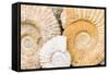 Jurassic Ammonite Fossils for Sale, Medina, Marrakech, Morocco-Nico Tondini-Framed Stretched Canvas