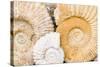 Jurassic Ammonite Fossils for Sale, Medina, Marrakech, Morocco-Nico Tondini-Stretched Canvas