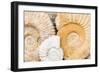 Jurassic Ammonite Fossils for Sale, Medina, Marrakech, Morocco-Nico Tondini-Framed Photographic Print