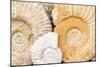 Jurassic Ammonite Fossils for Sale, Medina, Marrakech, Morocco-Nico Tondini-Mounted Photographic Print