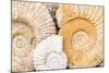 Jurassic Ammonite Fossils for Sale, Medina, Marrakech, Morocco-Nico Tondini-Mounted Photographic Print