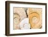 Jurassic Ammonite Fossils for Sale, Medina, Marrakech, Morocco-Nico Tondini-Framed Photographic Print