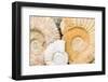 Jurassic Ammonite Fossils for Sale, Medina, Marrakech, Morocco-Nico Tondini-Framed Photographic Print