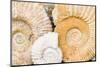 Jurassic Ammonite Fossils for Sale, Medina, Marrakech, Morocco-Nico Tondini-Mounted Photographic Print