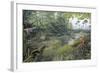 Jurassic Life, Artwork-Richard Bizley-Framed Premium Photographic Print