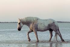 Grey Wolf (Canis lupus) adult, standing in high desert, Monument Valley, Utah-Jurgen & Christine Sohns-Photographic Print