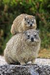 Common Raccoon (Procyon lotor) three young, at den entrance in tree trunk, Minnesota, USA-Jurgen & Christine Sohns-Photographic Print