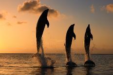 Common Bottlenose Dolphin (Tursiops truncatus) three adults, leaping, silhouetted at sunset, Roatan-Jurgen & Christine Sohns-Photographic Print