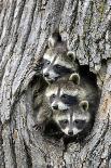 Common Raccoon (Procyon lotor) three young, at den entrance in tree trunk, Minnesota, USA-Jurgen & Christine Sohns-Photographic Print