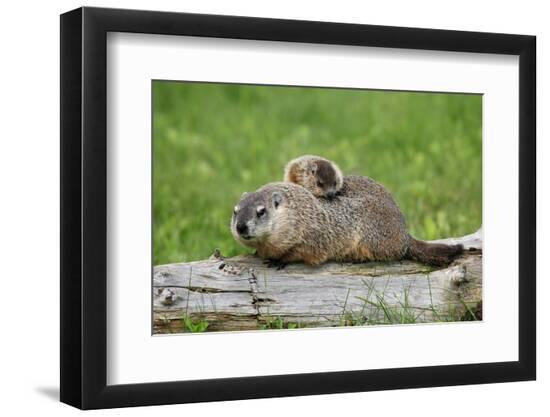 Premium Photographic Print, , large