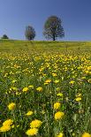 Blossoming Meadow, Spring, Tree, Blue Sky, Dandelion-Jurgen Ulmer-Photographic Print