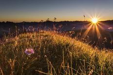 Flower, Aster, Meadow-Jurgen Ulmer-Photographic Print