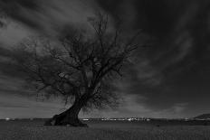 Blossoming Meadow, Spring, Tree, Blue Sky, Dandelion-Jurgen Ulmer-Photographic Print