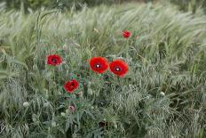 Poppies in Grain Field-Jurgen Ulmer-Photographic Print