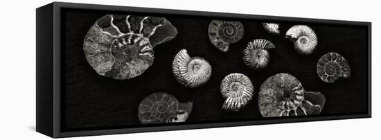 Jurrasic Spirals-Doug Chinnery-Framed Stretched Canvas