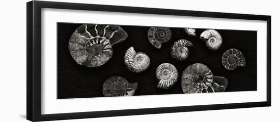 Jurrasic Spirals-Doug Chinnery-Framed Photographic Print