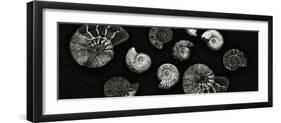 Jurrasic Spirals-Doug Chinnery-Framed Photographic Print