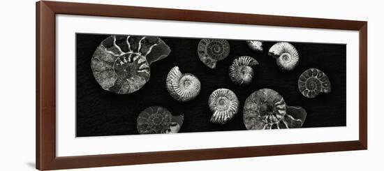 Jurrasic Spirals-Doug Chinnery-Framed Photographic Print