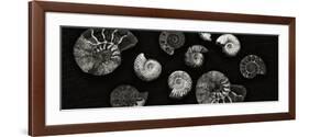 Jurrasic Spirals-Doug Chinnery-Framed Photographic Print