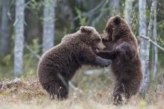 European Brown Bear (Ursus Arctos Arctos) Adult Climbing, Northern Finland, May-Jussi Murtosaari-Photographic Print