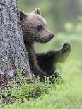 European Brown Bear (Ursus Arctos Arctos) Adult Climbing, Northern Finland, May-Jussi Murtosaari-Photographic Print