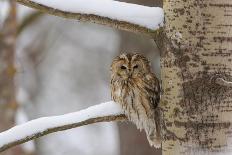 Northern Hawk-Owl (Surnia Ulula) Seen Through Branches, Southwest Finland, February-Jussi Murtosaari-Photographic Print