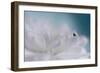 Just a drop-Heidi Westum-Framed Photographic Print