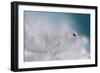 Just a drop-Heidi Westum-Framed Photographic Print