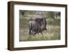 Just-Born Blue Wildebeest (Brindled Gnu) (Connochaetes Taurinus) Standing by its Mother-James Hager-Framed Photographic Print