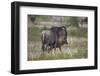 Just-Born Blue Wildebeest (Brindled Gnu) (Connochaetes Taurinus) Standing by its Mother-James Hager-Framed Photographic Print
