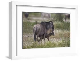 Just-Born Blue Wildebeest (Brindled Gnu) (Connochaetes Taurinus) Standing by its Mother-James Hager-Framed Photographic Print