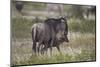 Just-Born Blue Wildebeest (Brindled Gnu) (Connochaetes Taurinus) Standing by its Mother-James Hager-Mounted Photographic Print