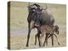 Just-Born Blue Wildebeest (Brindled Gnu) (Connochaetes Taurinus) Standing for the First Time-James Hager-Stretched Canvas