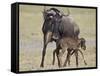 Just-Born Blue Wildebeest (Brindled Gnu) (Connochaetes Taurinus) Standing for the First Time-James Hager-Framed Stretched Canvas